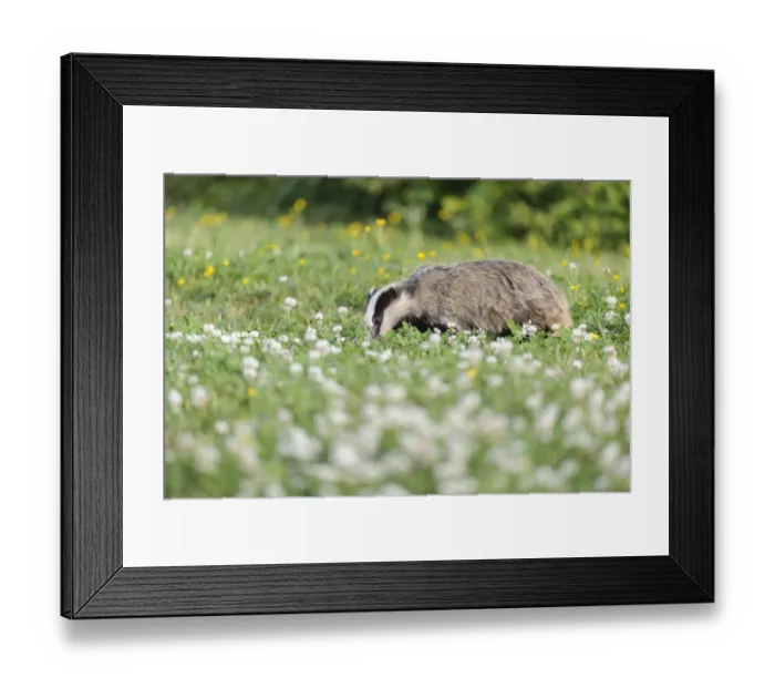 Framed Print : Eurasian Badger (Meles meles) cub, grubbing for food amongst flowering clover in meadow, Blithfield, Staffordshire Framed Print : Eurasian Badger (Meles meles) cub, grubbing for food amongst flowering clover in meadow, Blithfield, Staffordshire