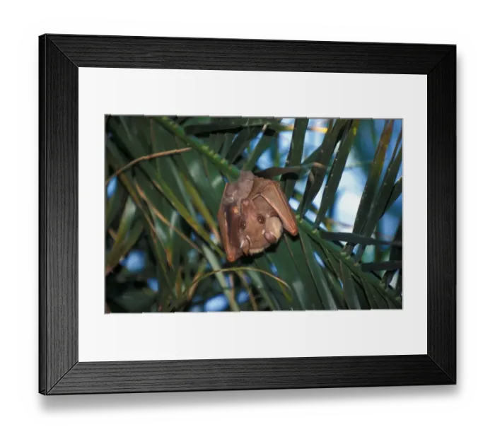 Framed Print : Peters Epauletted Fruit Bat (Epomophorus crypturus) Botswana Framed Print : Peters Epauletted Fruit Bat (Epomophorus crypturus) Botswana