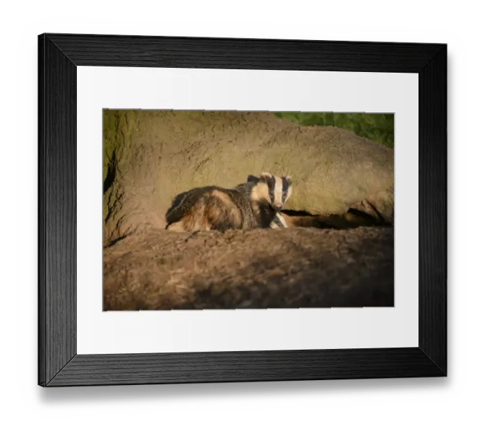 Framed Print : Eurasian Badger (Meles meles) adult and cub, looking out from sett entrance, Blithfield, Staffordshire, England, June Framed Print : Eurasian Badger (Meles meles) adult and cub, looking out from sett entrance, Blithfield, Staffordshire, England, June
