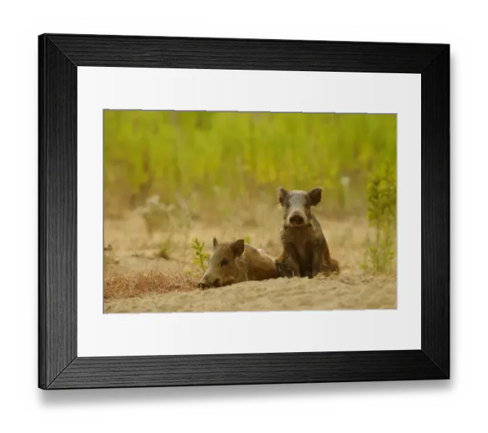 Framed Print : Eurasian Wild Boar (Sus scrofa) two young, resting on soil, Italy, August