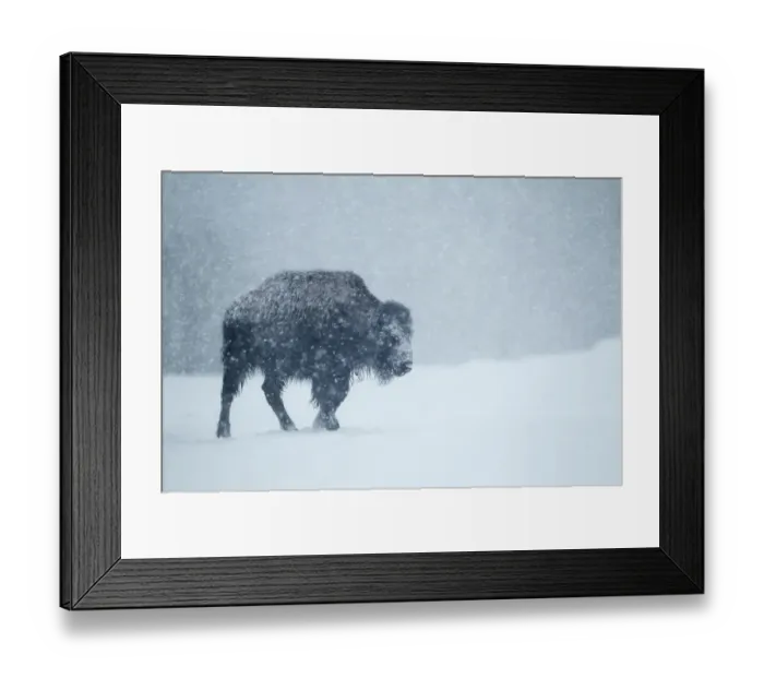 Framed Print : North American Bison (Bison bison) young, walking on snow during heavy blizzard, Upper Geyser Basin area