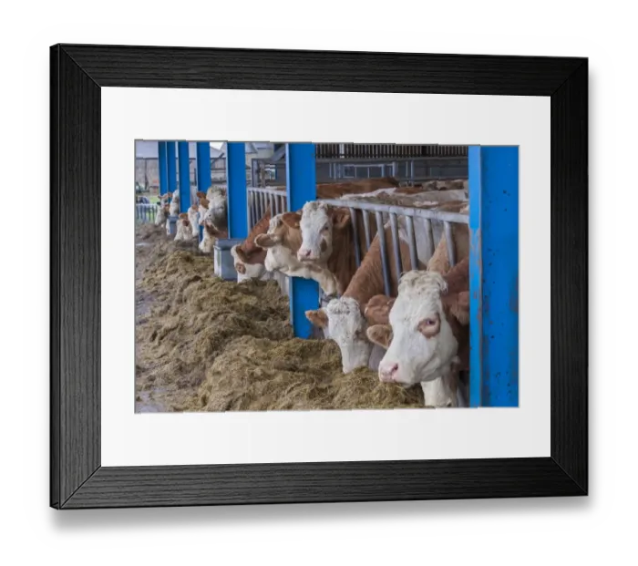 Framed Print : Domestic Cattle, Simmental herd, feeding on silage at feed barrier, Yorkshire, England, December Framed Print : Domestic Cattle, Simmental herd, feeding on silage at feed barrier, Yorkshire, England, December