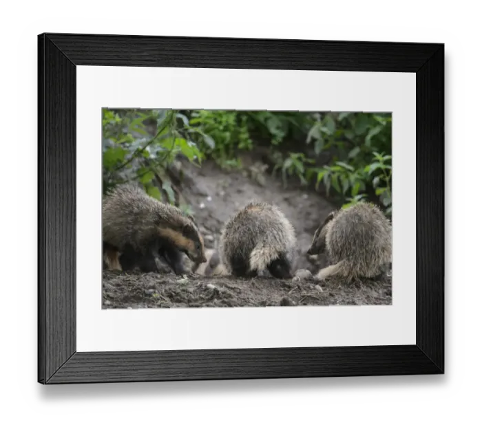 Framed Print : Eurasian Badger (Meles meles) three cubs, playfighting at sett entrance, Blithfield, Staffordshire, England, June Framed Print : Eurasian Badger (Meles meles) three cubs, playfighting at sett entrance, Blithfield, Staffordshire, England, June