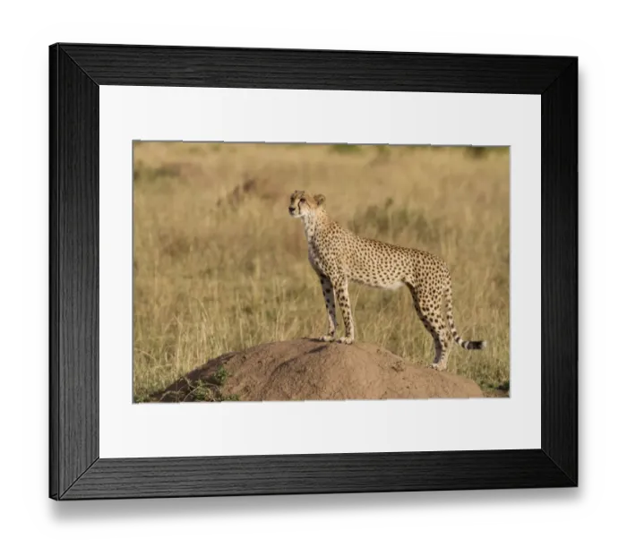 Framed Print : Cheetah (Acinonyx jubatus raineyii) adult, standing on termite mound in savannah, Masai Mara National Reserve, Kenya Framed Print : Cheetah (Acinonyx jubatus raineyii) adult, standing on termite mound in savannah, Masai Mara National Reserve, Kenya