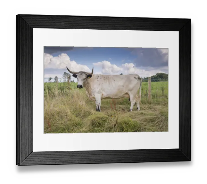 Framed Print : Domestic Cattle, White Park, cow, standing in restricted grazing on SSSI land, Gisburn, Lancashire, England, August