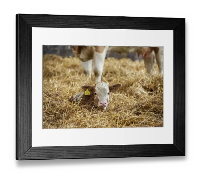 Framed Print : Domestic Cattle, Simmental calf, resting on straw in yard, Yorkshire, England, December Framed Print : Domestic Cattle, Simmental calf, resting on straw in yard, Yorkshire, England, December