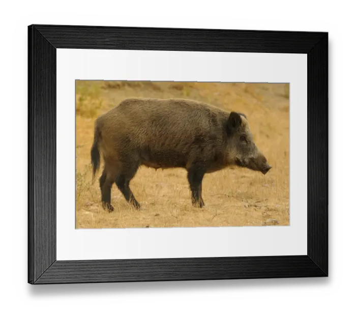 Framed Print : Eurasian Wild Boar (Sus scrofa) sow, standing, Italy, August Framed Print : Eurasian Wild Boar (Sus scrofa) sow, standing, Italy, August