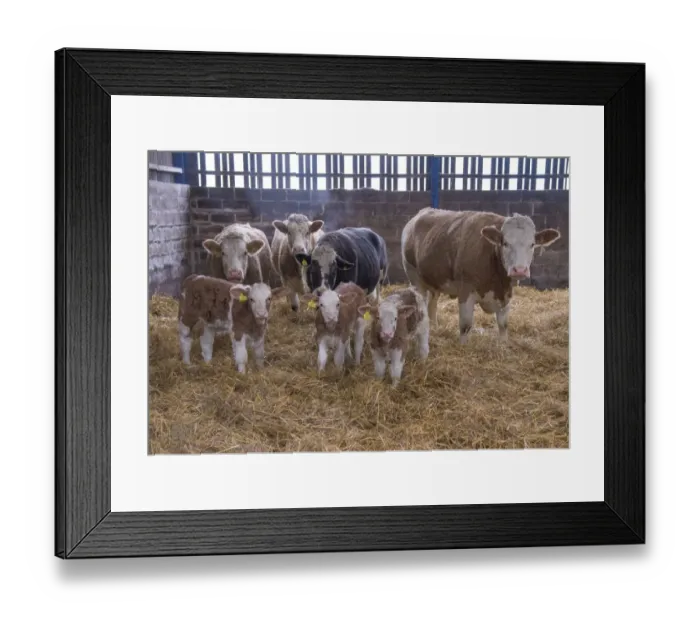 Framed Print : Domestic Cattle, Simmental cows and calves, standing in straw yard, Yorkshire, England, December Framed Print : Domestic Cattle, Simmental cows and calves, standing in straw yard, Yorkshire, England, December