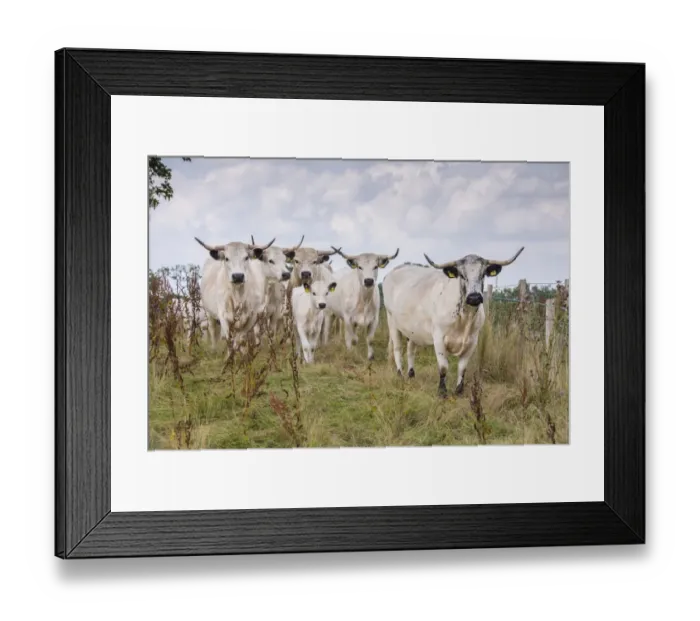 Framed Print : Domestic Cattle, White Park, bull, cows and calf, standing in restricted grazing on SSSI land, Gisburn, Lancashire Framed Print : Domestic Cattle, White Park, bull, cows and calf, standing in restricted grazing on SSSI land, Gisburn, Lancashire