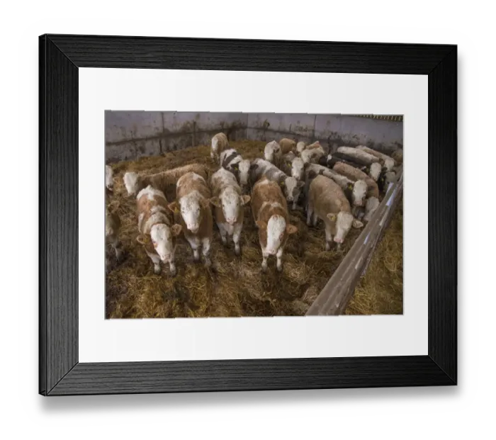 Framed Print : Domestic Cattle, Simmental herd, standing in straw yard, Yorkshire, England, December