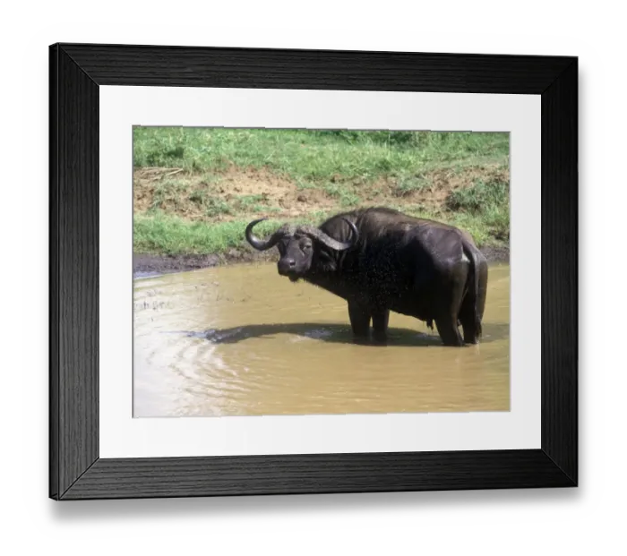 Framed Print : African Buffalo (Syncerus caffer) Bull at water hole /  surrounded by flies