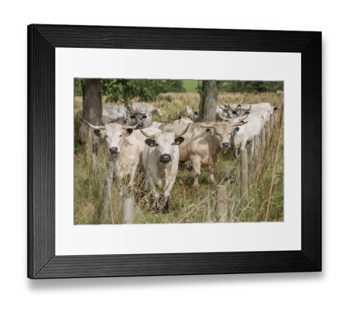 Framed Print : Domestic Cattle, White Park, bull and cows, herd standing in restricted grazing on SSSI land, Gisburn, Lancashire Framed Print : Domestic Cattle, White Park, bull and cows, herd standing in restricted grazing on SSSI land, Gisburn, Lancashire