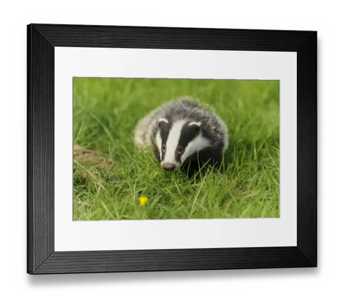 Framed Print : Eurasian Badger (Meles meles) cub, standing in meadow, Jacksons Coppice, Staffordshire, England, May Framed Print : Eurasian Badger (Meles meles) cub, standing in meadow, Jacksons Coppice, Staffordshire, England, May