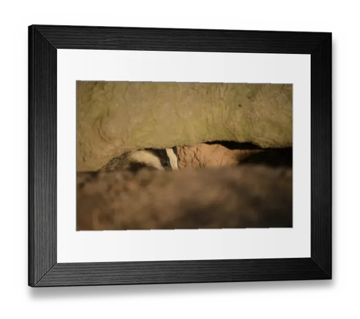 Framed Print : Eurasian Badger (Meles meles) cub, looking out from sett entrance, Blithfield, Staffordshire, England, June Framed Print : Eurasian Badger (Meles meles) cub, looking out from sett entrance, Blithfield, Staffordshire, England, June