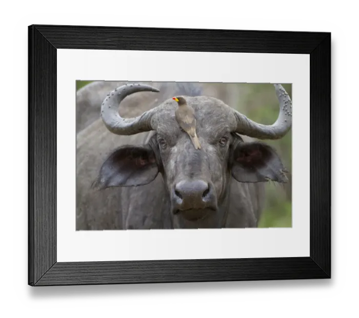 Framed Print : African Buffalo (Syncerus caffer) adult female, close-up of head, with Yellow-billed Oxpecker (Buphagus africanus) Framed Print : African Buffalo (Syncerus caffer) adult female, close-up of head, with Yellow-billed Oxpecker (Buphagus africanus)
