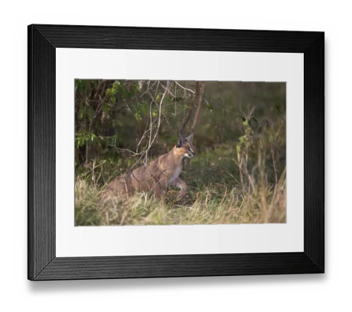 Framed Print : Caracal (Caracal caracal) adult, stalking prey in savannah, Masai Mara National Reserve, Kenya, August