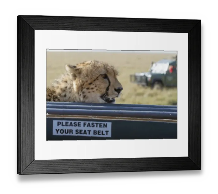 Framed Print : Cheetah (Acinonyx jubatus raineyii) adult, close-up of head, resting on safari vehicle with Please Fasten Your Seat Framed Print : Cheetah (Acinonyx jubatus raineyii) adult, close-up of head, resting on safari vehicle with Please Fasten Your Seat