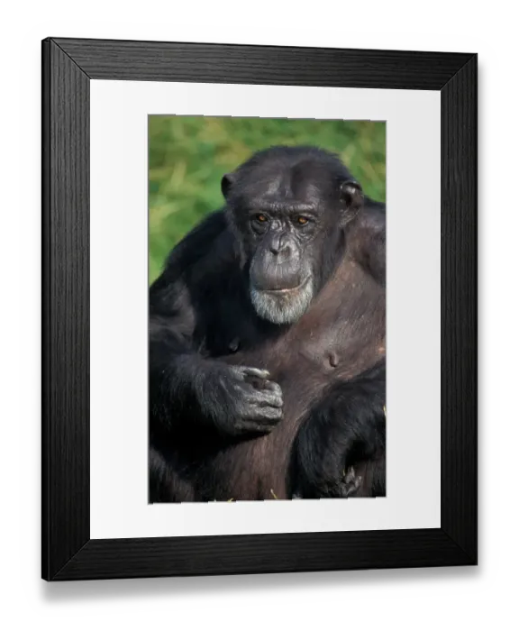 Framed Print : Chimpanzee (Pan troglodytes) Head of adult