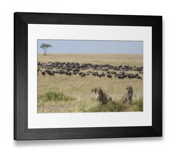 Framed Print : Cheetah (Acinonyx jubatus raineyii) three adult males, sitting in savannah Framed Print : Cheetah (Acinonyx jubatus raineyii) three adult males, sitting in savannah