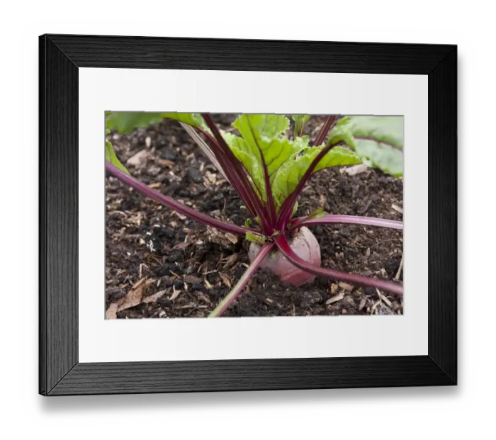 Framed Print : Beetroot (Beta vulgaris ssp. vulgaris) Boltardy, growing in vegetable plot, Norfolk, England, July Framed Print : Beetroot (Beta vulgaris ssp. vulgaris) Boltardy, growing in vegetable plot, Norfolk, England, July