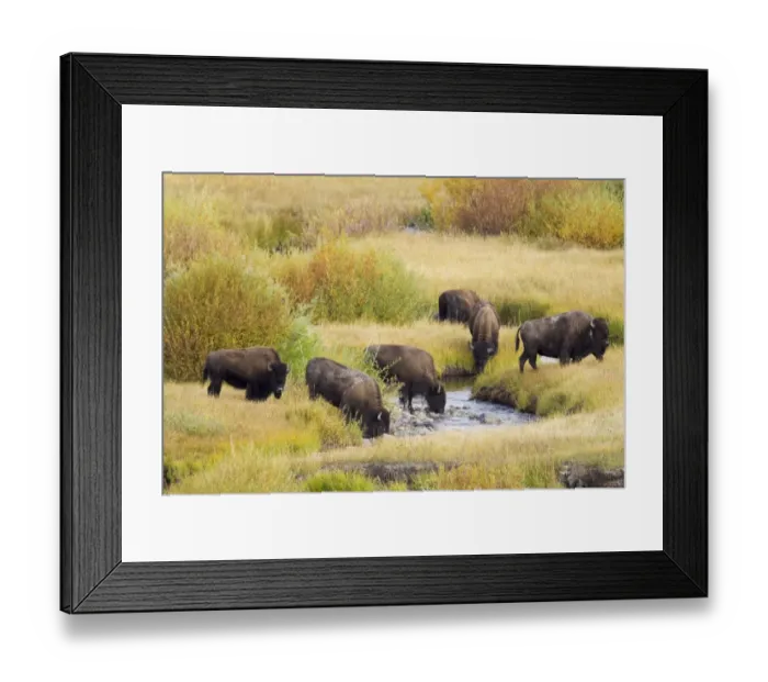 Framed Print : North American Bison (Bison bison) herd, drinking from river in river valley, one wearing radio transmitter collar Framed Print : North American Bison (Bison bison) herd, drinking from river in river valley, one wearing radio transmitter collar