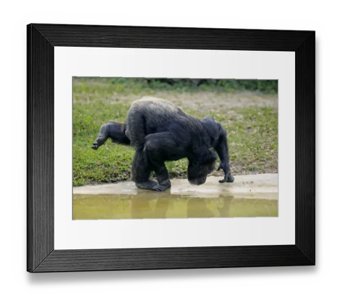 Framed Print : Central Chimpanzee (Pan troglodytes troglodytes) adult male, drinking (captive) Framed Print : Central Chimpanzee (Pan troglodytes troglodytes) adult male, drinking (captive)