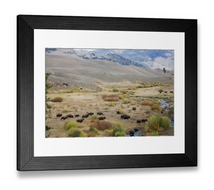 Framed Print : North American Bison (Bison bison) adult males, females and calves, herd crossing river valley habitat Framed Print : North American Bison (Bison bison) adult males, females and calves, herd crossing river valley habitat