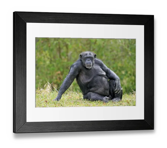 Framed Print : Central Chimpanzee (Pan troglodytes troglodytes) adult female, sitting on grass (captive) Framed Print : Central Chimpanzee (Pan troglodytes troglodytes) adult female, sitting on grass (captive)