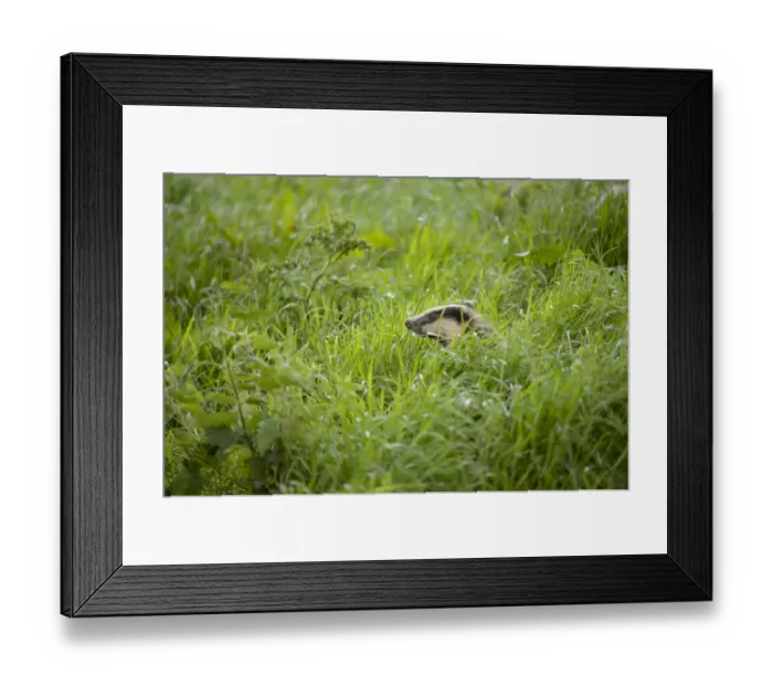 Framed Print : Eurasian Badger (Meles meles) adult, amongst long grass, Blithfield, Staffordshire, England, June Framed Print : Eurasian Badger (Meles meles) adult, amongst long grass, Blithfield, Staffordshire, England, June