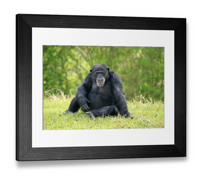 Framed Print : Central Chimpanzee (Pan troglodytes troglodytes) adult male, sitting on grass (captive)