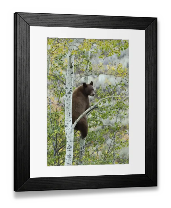 Framed Print : American Black Bear (Ursus americanus) cinnamon form, adult, climbing tree to feed on berries, Grand Teton N. P Framed Print : American Black Bear (Ursus americanus) cinnamon form, adult, climbing tree to feed on berries, Grand Teton N. P