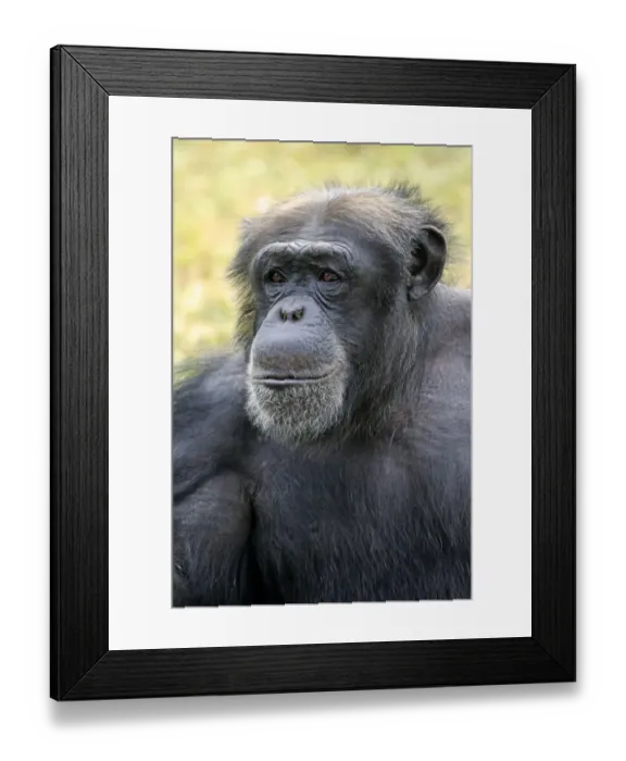 Framed Print : Central Chimpanzee (Pan troglodytes troglodytes) adult male, close-up of head (captive) Framed Print : Central Chimpanzee (Pan troglodytes troglodytes) adult male, close-up of head (captive)