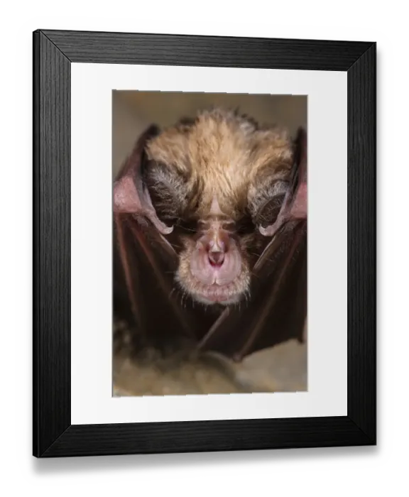 Framed Print : Greater Horseshoe Bat (Rhinolophus ferrumequinum) adult, close-up of head, hibernating in cave, Grotta dell Orso Framed Print : Greater Horseshoe Bat (Rhinolophus ferrumequinum) adult, close-up of head, hibernating in cave, Grotta dell Orso