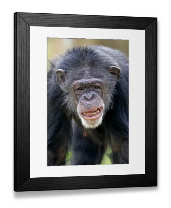 Framed Print : Central Chimpanzee (Pan troglodytes troglodytes) adult male, close-up of head, with mouth open (captive)