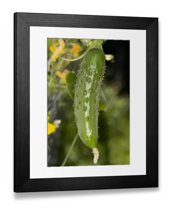 Framed Print : Cucumber (Cucumis sativus) close-up of young fruit, growing on vine in garden, Ontario, Canada, August Framed Print : Cucumber (Cucumis sativus) close-up of young fruit, growing on vine in garden, Ontario, Canada, August