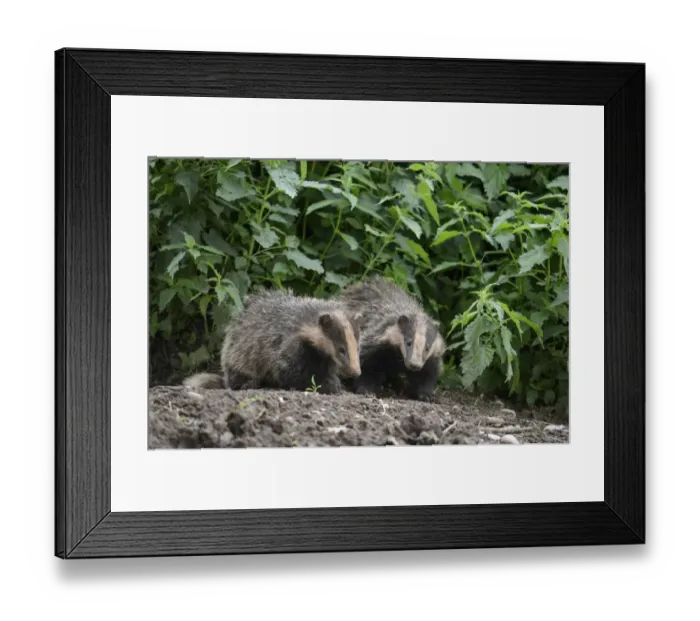 Framed Print : Eurasian Badger (Meles meles) two cubs, standing at sett entrance, Blithfield, Staffordshire, England, June Framed Print : Eurasian Badger (Meles meles) two cubs, standing at sett entrance, Blithfield, Staffordshire, England, June
