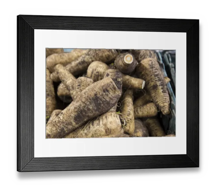Framed Print : Parsnip (Pastinaca sativa) Countess variety, roots in farm shop, Cheshire, England, February Framed Print : Parsnip (Pastinaca sativa) Countess variety, roots in farm shop, Cheshire, England, February