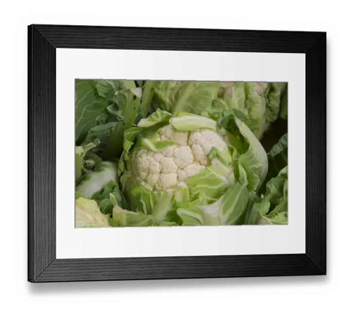 Framed Print : Cornish Cauliflower (Brassica oleracea) cut flowerheads in farm shop, Cheshire, England, February Framed Print : Cornish Cauliflower (Brassica oleracea) cut flowerheads in farm shop, Cheshire, England, February