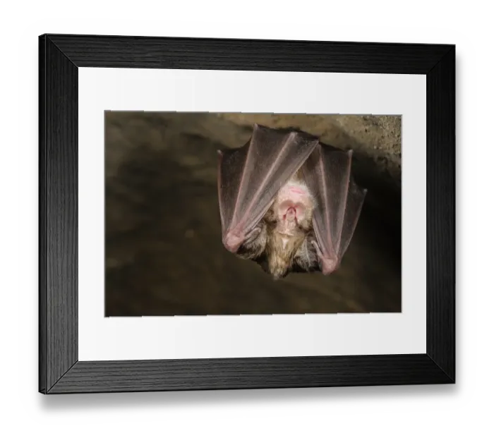 Framed Print : Greater Horseshoe Bat (Rhinolophus ferrumequinum) adult, hibernating in cave, Grotta dell Orso, Ormea, Cuneo Province Framed Print : Greater Horseshoe Bat (Rhinolophus ferrumequinum) adult, hibernating in cave, Grotta dell Orso, Ormea, Cuneo Province