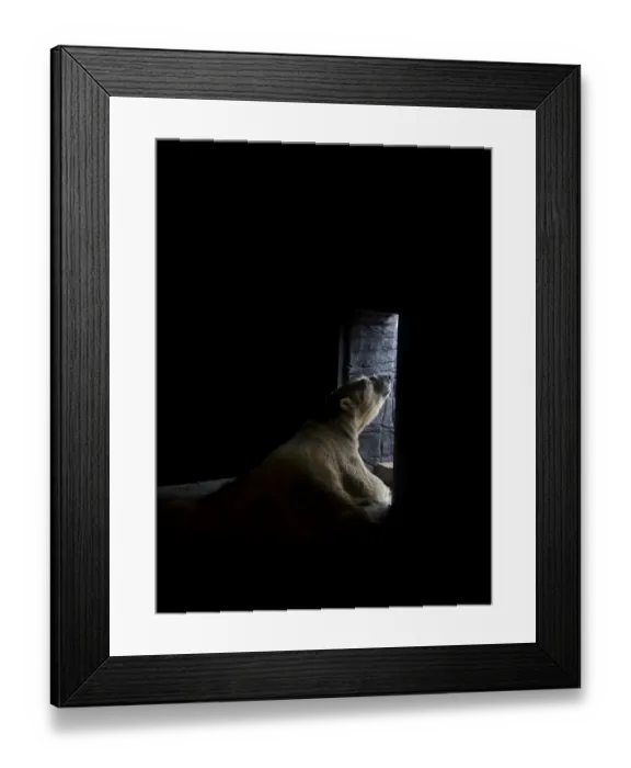Framed Print : Polar Bear (Ursus maritimus) adult, waiting to be fed, Singapore Zoo Framed Print : Polar Bear (Ursus maritimus) adult, waiting to be fed, Singapore Zoo