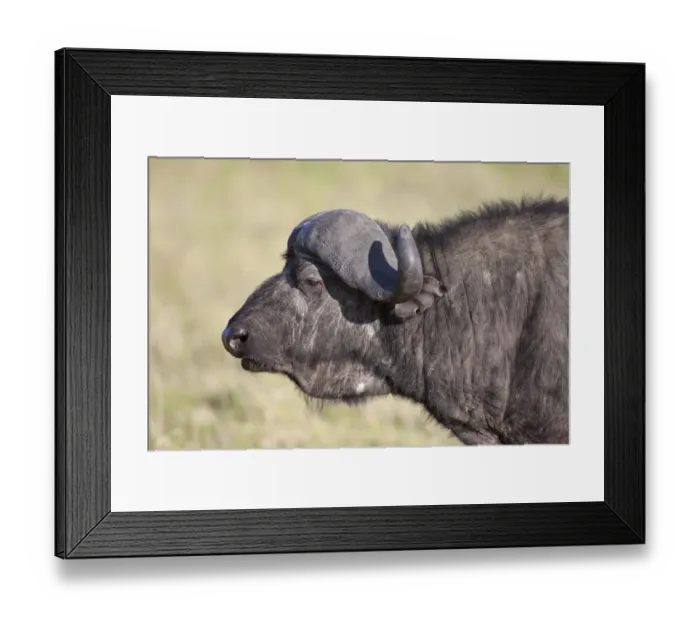 Framed Print : African Buffalo (Syncerus caffer) adult male, close-up of head, Serengeti N. P. Tanzania, December