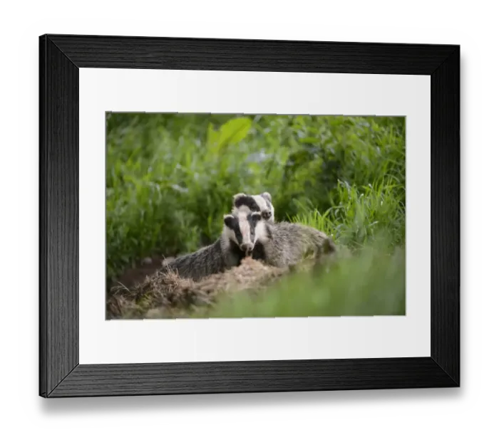 Framed Print : Eurasian Badger (Meles meles) adult and cub, standing near sett, Blithfield, Staffordshire, England, June