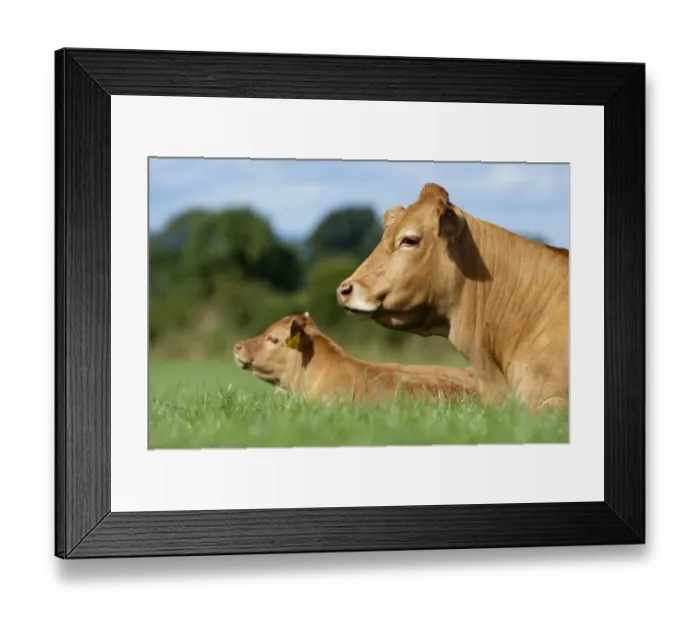 Framed Print : Domestic Cattle, Limousin cow and calf, resting in pasture, Cumbria, England, August Framed Print : Domestic Cattle, Limousin cow and calf, resting in pasture, Cumbria, England, August