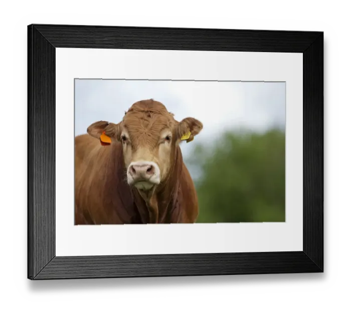 Framed Print : Domestic Cattle, Limousin bull, close-up of head, in pasture, Cumbria, England, August Framed Print : Domestic Cattle, Limousin bull, close-up of head, in pasture, Cumbria, England, August