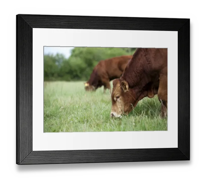 Framed Print : Domestic Cattle, Limousin bull, close-up of head, grazing in pasture, Cumbria, England, August Framed Print : Domestic Cattle, Limousin bull, close-up of head, grazing in pasture, Cumbria, England, August