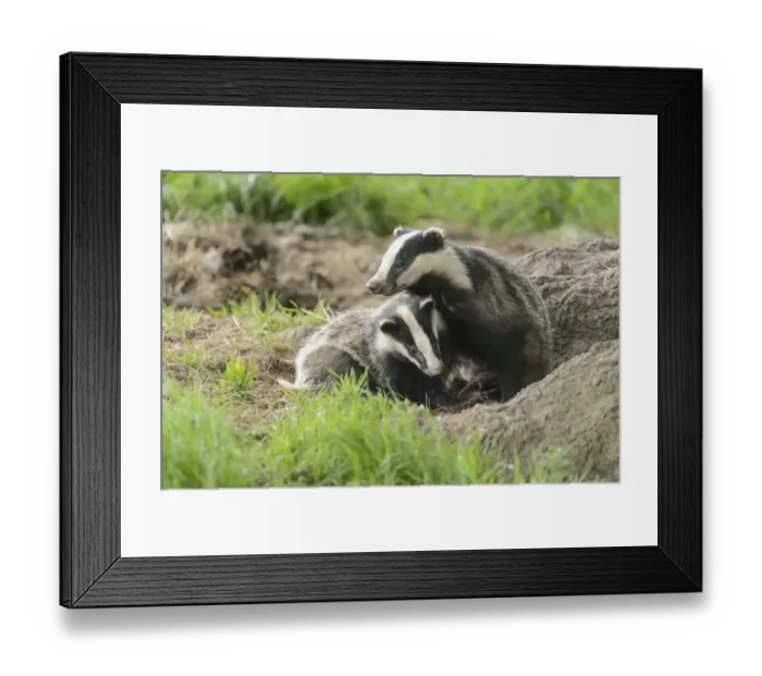 Framed Print : Eurasian Badger (Meles meles) lactating adult female and cub, sitting near sett entrance, Blithfield, Staffordshire Framed Print : Eurasian Badger (Meles meles) lactating adult female and cub, sitting near sett entrance, Blithfield, Staffordshire
