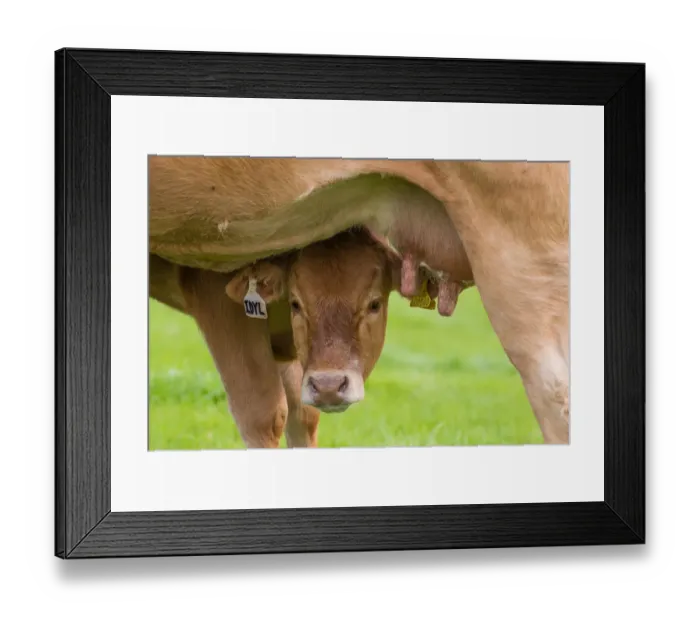Framed Print : Domestic Cattle, Limousin calf, suckling from cow, in pasture, Slaidburn, Forest of Bowland, Lancashire, England Framed Print : Domestic Cattle, Limousin calf, suckling from cow, in pasture, Slaidburn, Forest of Bowland, Lancashire, England