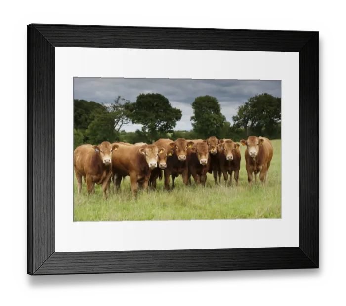 Framed Print : Domestic Cattle, Limousin bulls, herd standing in pasture, Cumbria, England, August Framed Print : Domestic Cattle, Limousin bulls, herd standing in pasture, Cumbria, England, August