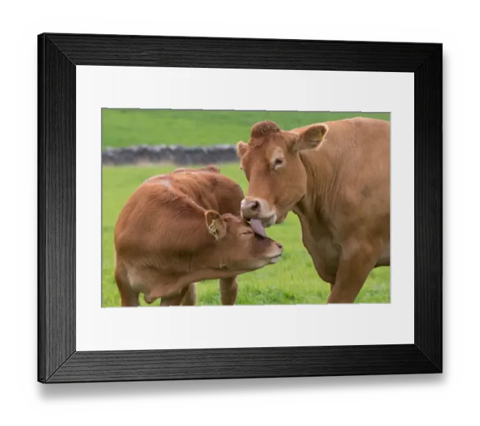 Framed Print : Domestic Cattle, Limousin cow licking calf, with midge swarm in pasture, Slaidburn, Forest of Bowland, Lancashire Framed Print : Domestic Cattle, Limousin cow licking calf, with midge swarm in pasture, Slaidburn, Forest of Bowland, Lancashire