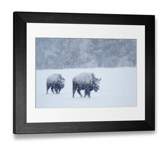 Framed Print : North American Bison (Bison bison) two immatures, walking in deep snow during heavy blizzard, Upper Geyser Basin area